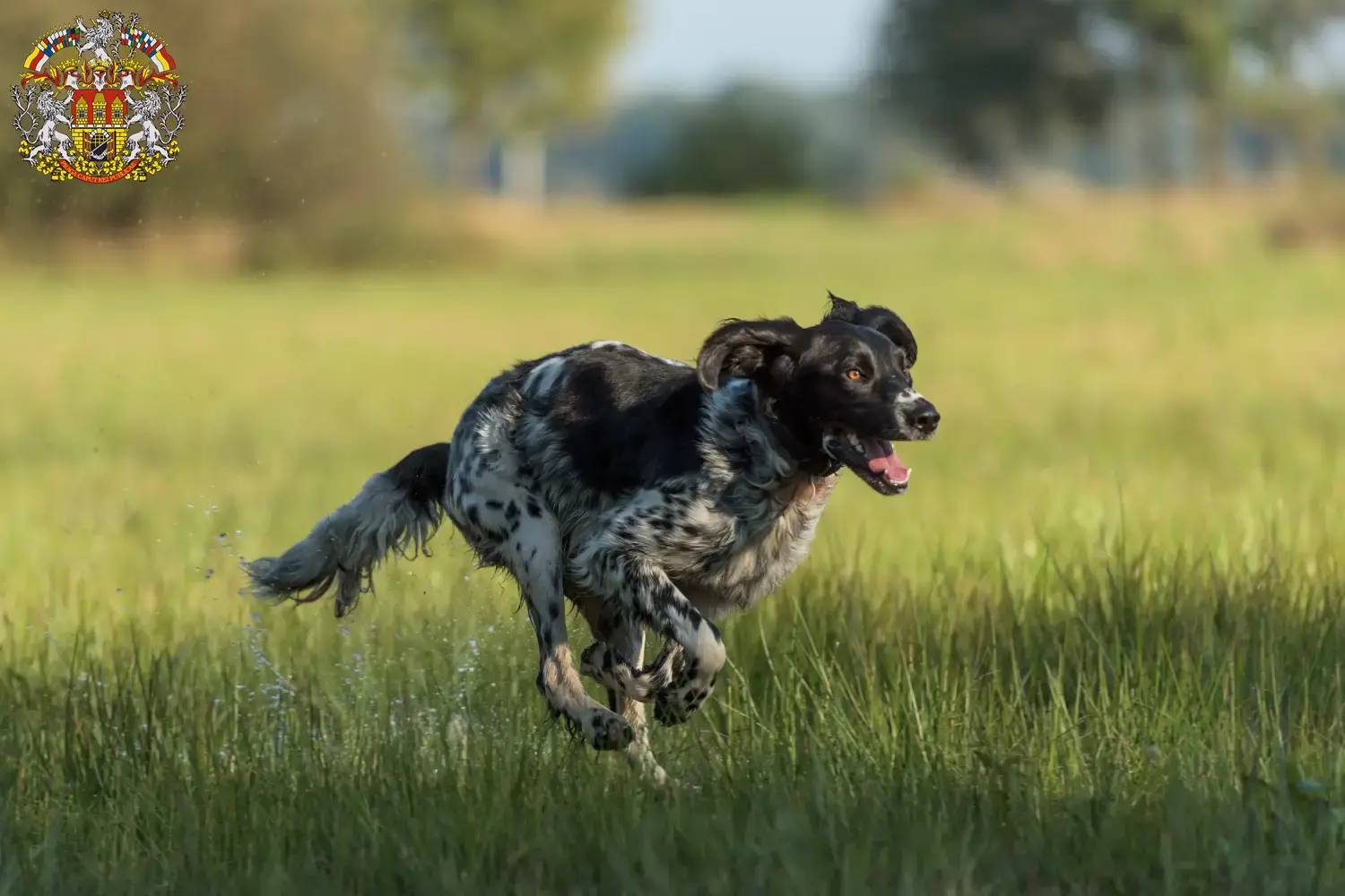 Read more about the article Large Münsterländer breeder and puppies in Prague