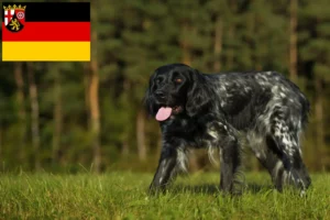 Read more about the article Large Münsterländer breeder and puppies in Rhineland-Palatinate