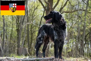 Read more about the article Large Münsterländer breeder and puppies in Saarland