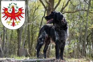 Read more about the article Large Münsterländer breeder and puppies in Tyrol