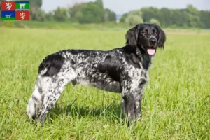 Read more about the article Large Münsterländer breeder and puppies in Ústí