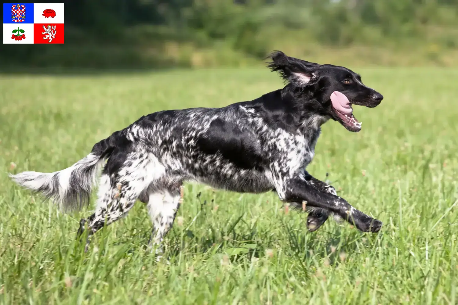 Read more about the article Large Münsterländer breeder and puppies in Vysočina