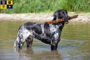 Read more about the article Large Münsterländer breeder and puppies in Zlín