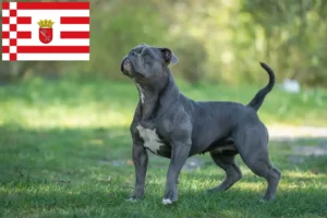 Read more about the article Olde English Bulldog breeder and puppies in Bremen