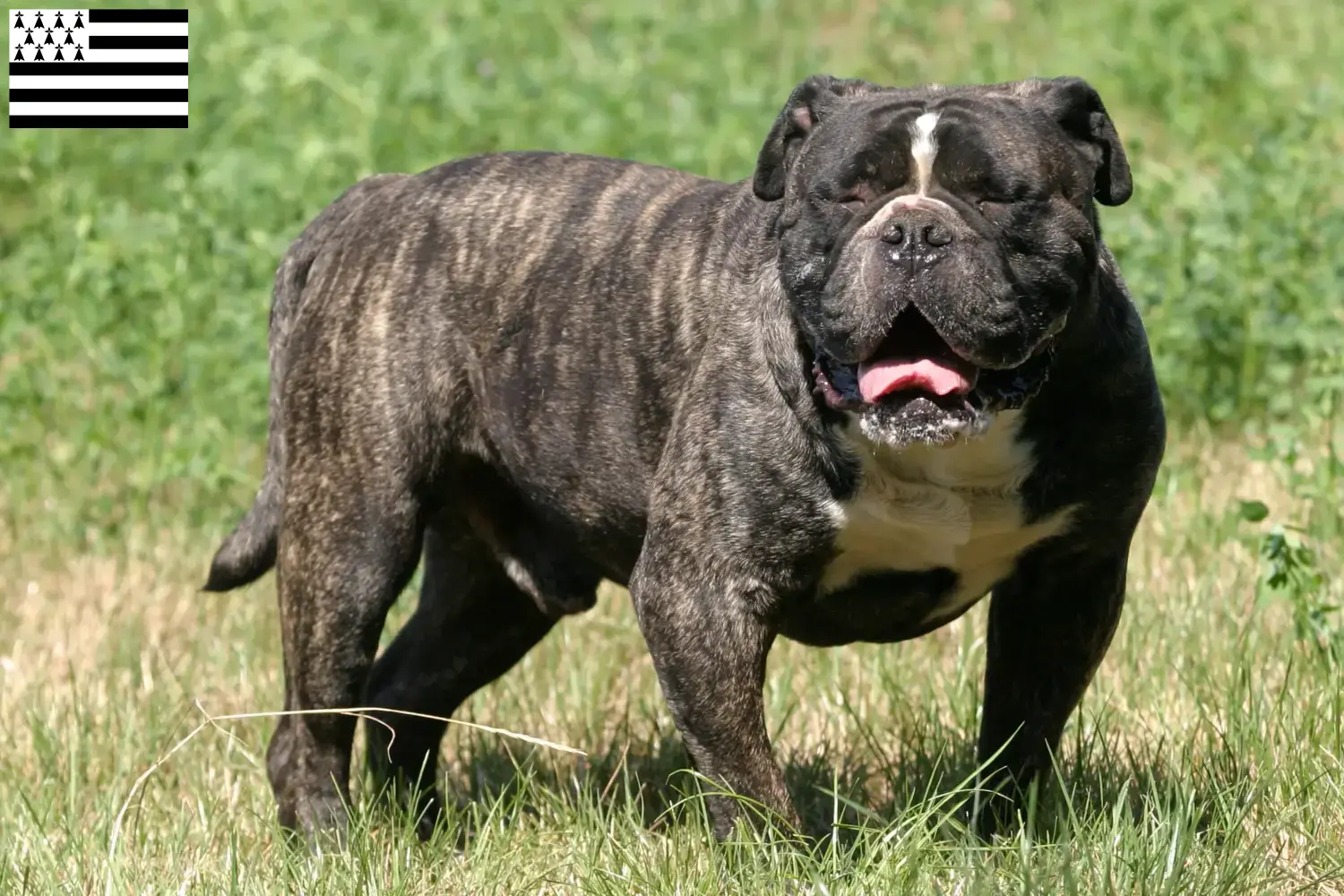 Read more about the article Olde English Bulldog breeders and puppies in Brittany