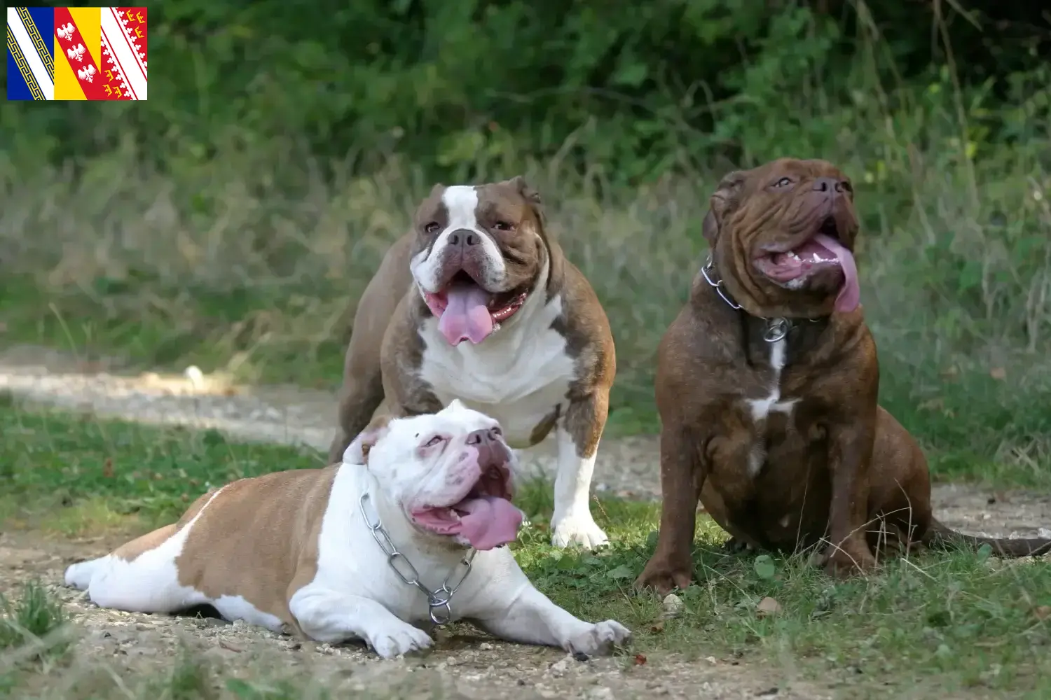 Read more about the article Olde English Bulldog breeders and puppies in Grand Est