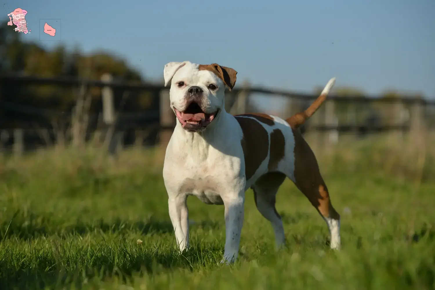 Read more about the article Olde English Bulldog breeder and puppies in Hovedstaden