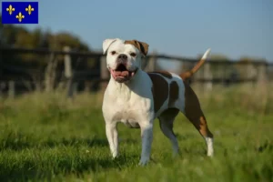 Read more about the article Olde English Bulldog breeders and puppies in Île-de-France