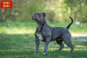 Read more about the article Olde English Bulldog breeders and puppies in Normandy