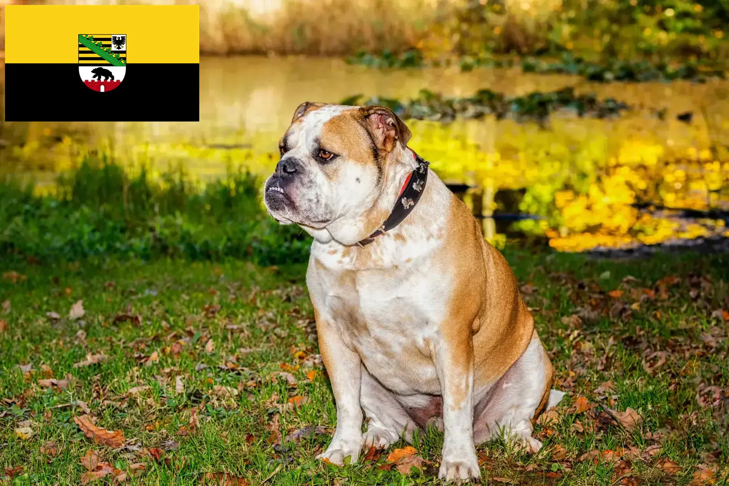 Read more about the article Olde English Bulldog breeders and puppies in Saxony-Anhalt