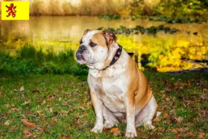 Read more about the article Olde English Bulldog breeder and puppies in South Holland