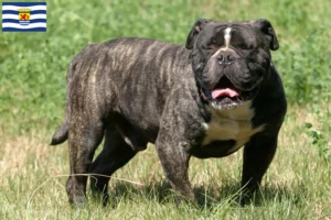 Read more about the article Olde English Bulldog breeders and puppies in Zeeland