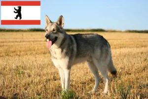 Read more about the article Saarloos wolfdog breeders and puppies in Berlin