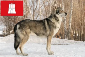 Read more about the article Saarloos Wolfdog breeders and puppies in Hamburg