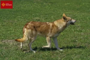 Read more about the article Saarloos wolfdog breeders and puppies in Occitania