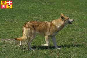 Read more about the article Saarloos wolfhound breeders and puppies in Auvergne-Rhône-Alpes