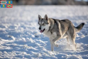 Read more about the article Saarloos wolfhound breeders and puppies in Bourgogne-Franche-Comté