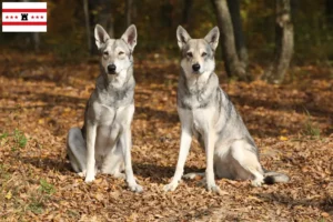 Read more about the article Saarloos wolfhound breeders and puppies in Drenthe