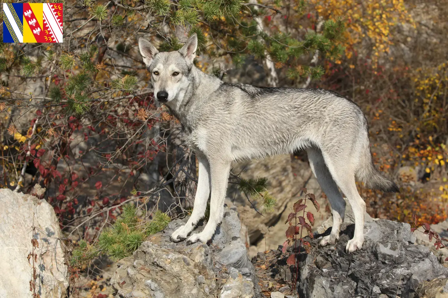 Read more about the article Saarloos wolfdog breeders and puppies in Grand Est