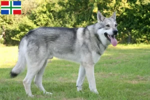 Read more about the article Saarloos wolfhound breeders and puppies in Groningen