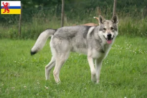 Read more about the article Saarloos wolfdog breeders and puppies in Limburg