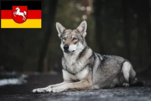 Read more about the article Saarloos Wolfdog breeders and puppies in Lower Saxony