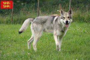 Read more about the article Saarloos wolfhound breeders and puppies in Normandy