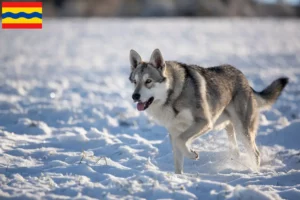 Read more about the article Saarloos wolfhound breeders and puppies in Overijssel