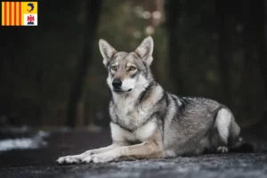 Read more about the article Saarloos wolfhound breeders and puppies in Provence-Alpes-Côte d’Azur