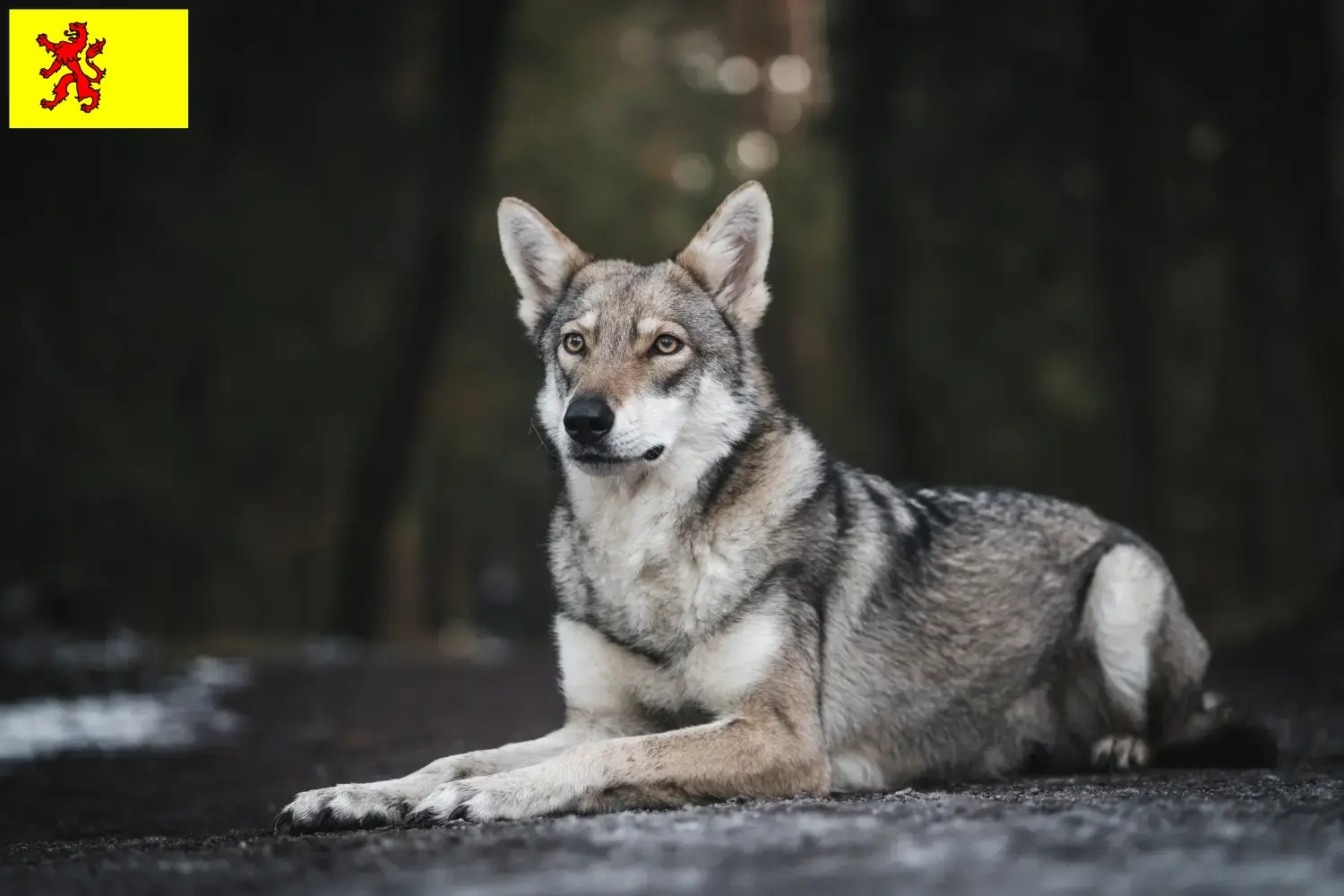 Read more about the article Saarloos wolfhound breeders and puppies in South Holland