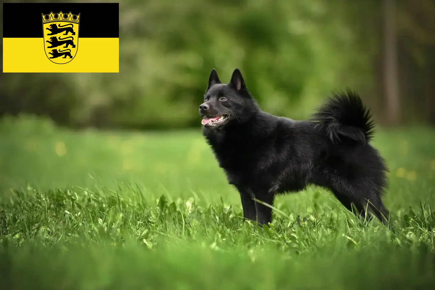 Read more about the article Schipperke breeders and puppies in Baden-Württemberg