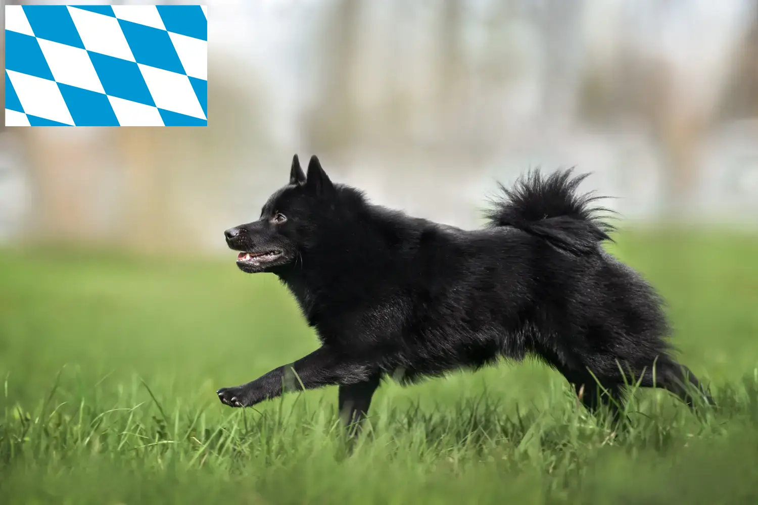 Read more about the article Schipperke breeders and puppies in Bavaria