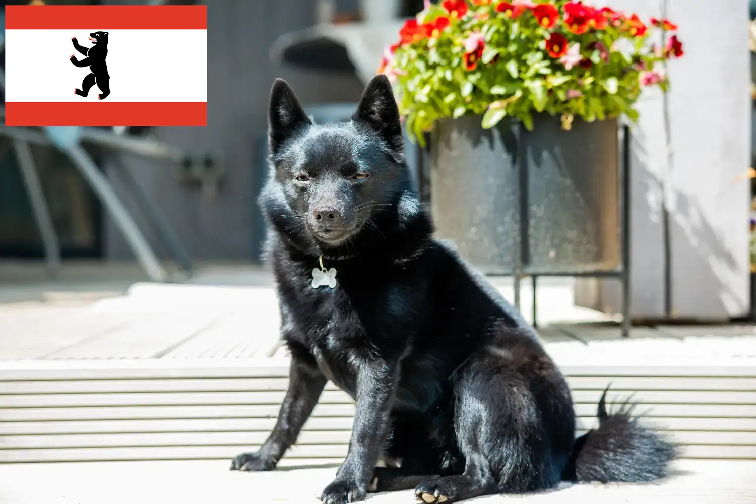 Read more about the article Schipperke breeders and puppies in Berlin