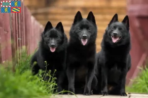 Read more about the article Schipperke breeders and puppies in Bourgogne-Franche-Comté