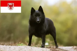 Read more about the article Schipperke breeders and puppies in Brandenburg