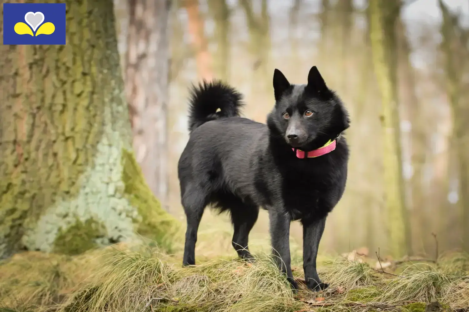 Read more about the article Schipperke breeders and puppies in the Brussels-Capital Region