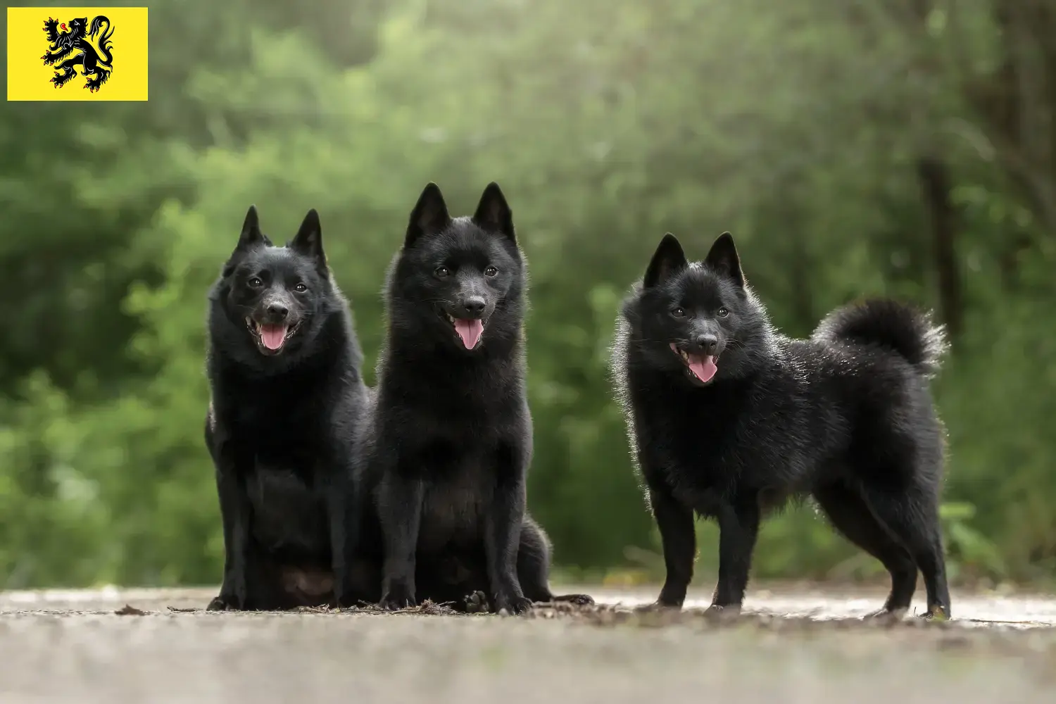 Read more about the article Schipperke breeders and puppies in Flanders