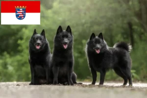 Read more about the article Schipperke breeders and puppies in Hessen