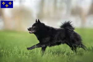 Read more about the article Schipperke breeders and puppies in Île-de-France