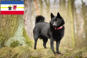 Read more about the article Schipperke breeders and puppies in Mecklenburg-Vorpommern