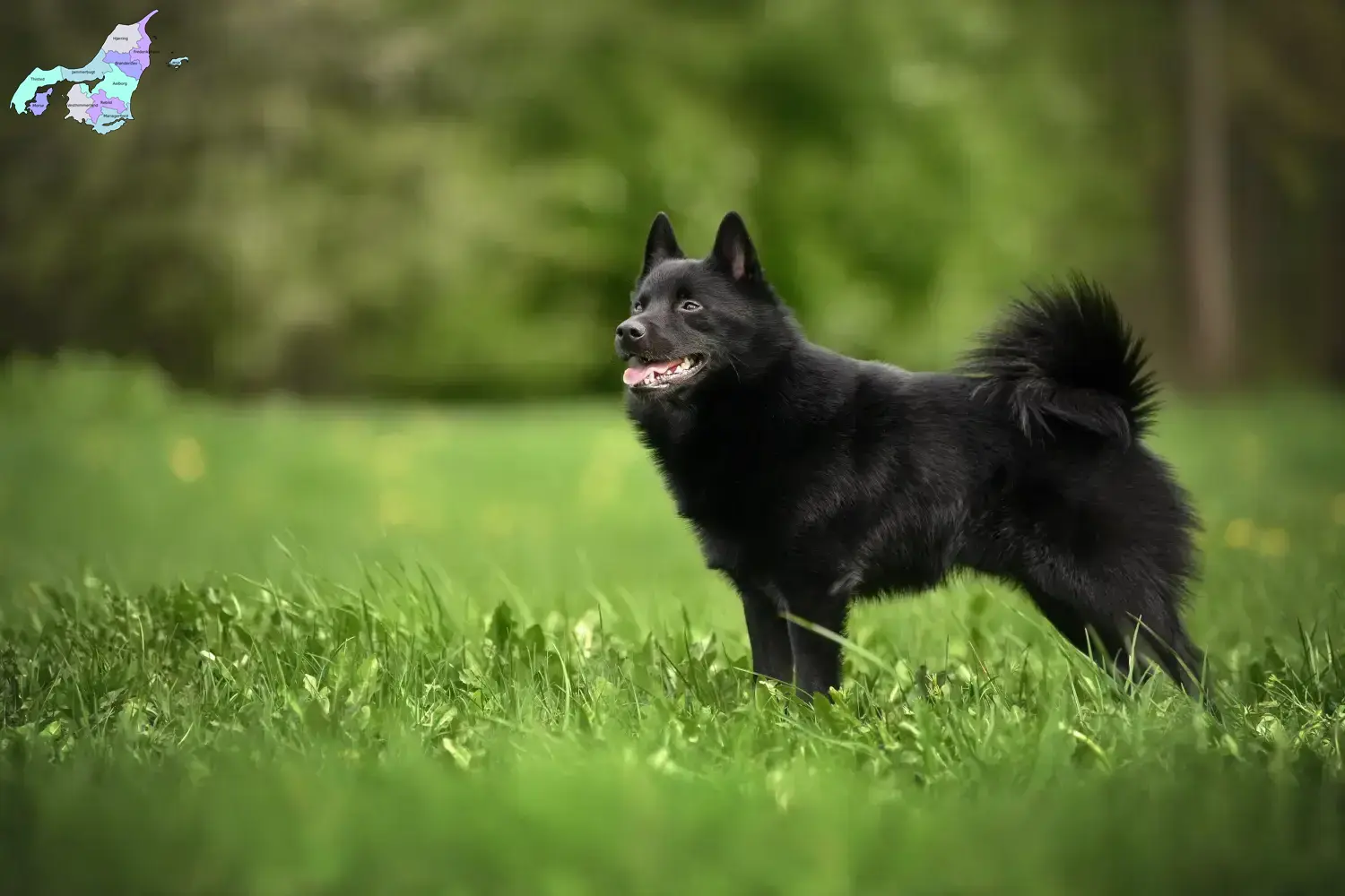 Read more about the article Schipperke breeders and puppies in Nordjylland