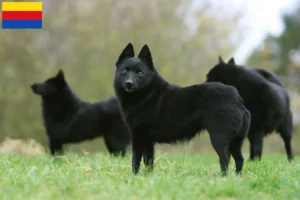 Read more about the article Schipperke breeders and puppies in North Holland