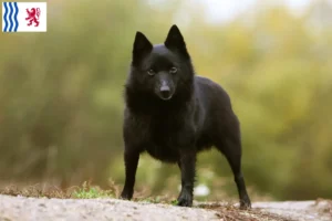 Read more about the article Schipperke breeders and puppies in Nouvelle-Aquitaine