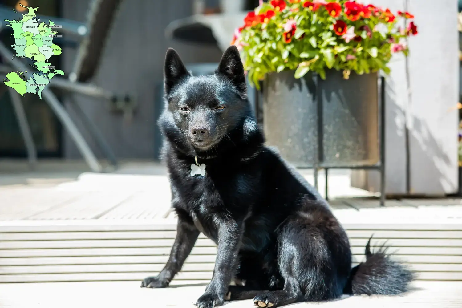 Read more about the article Schipperke breeders and puppies in Sjælland