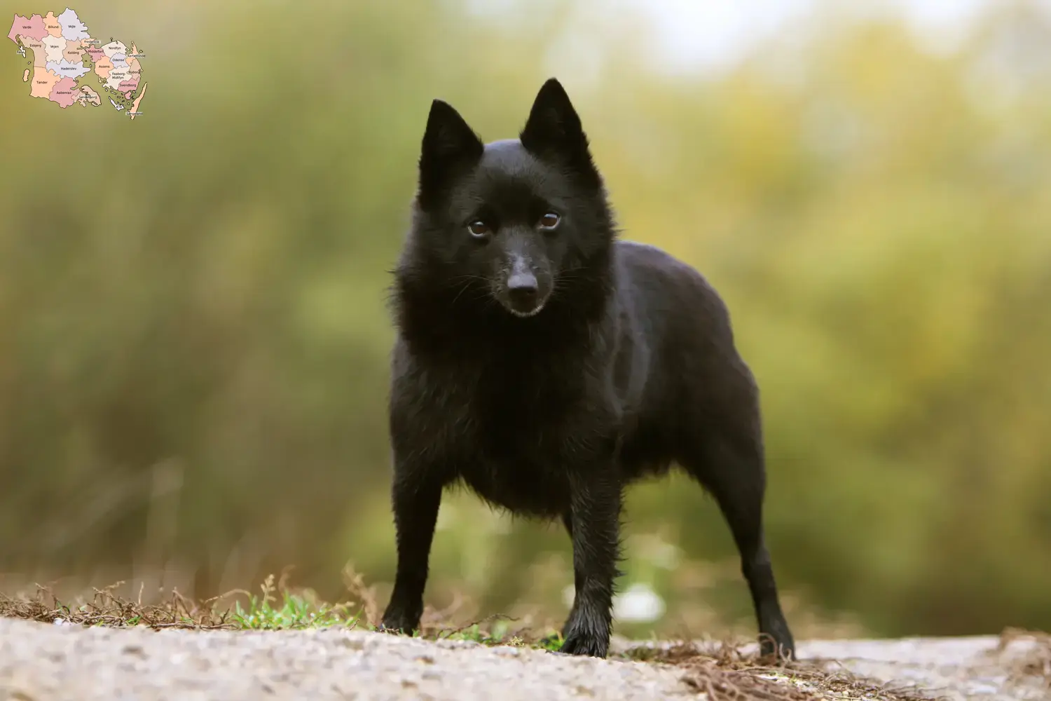 Read more about the article Schipperke breeders and puppies in Syddanmark