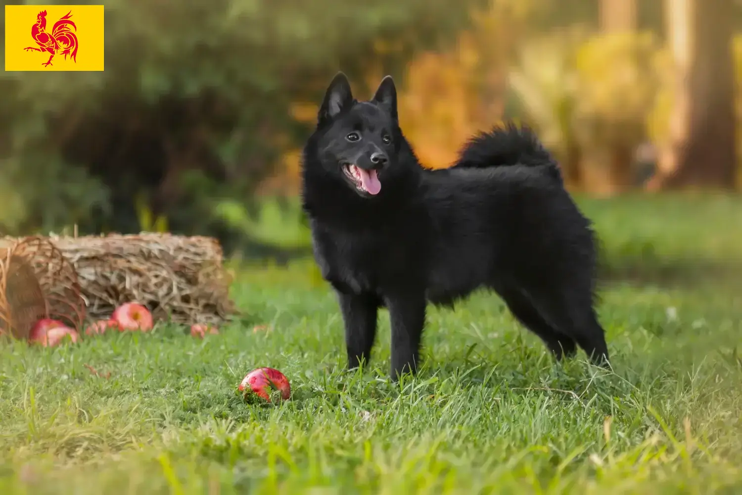 Read more about the article Schipperke breeders and puppies in Walloon Region