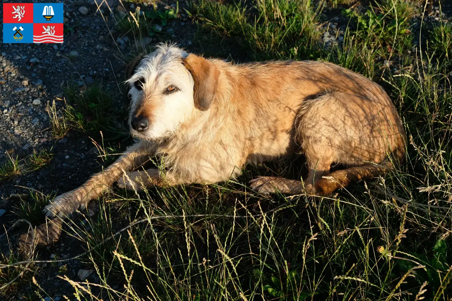 Read more about the article Styrian Rauhhaarbracke breeders and puppies in Karlsbad