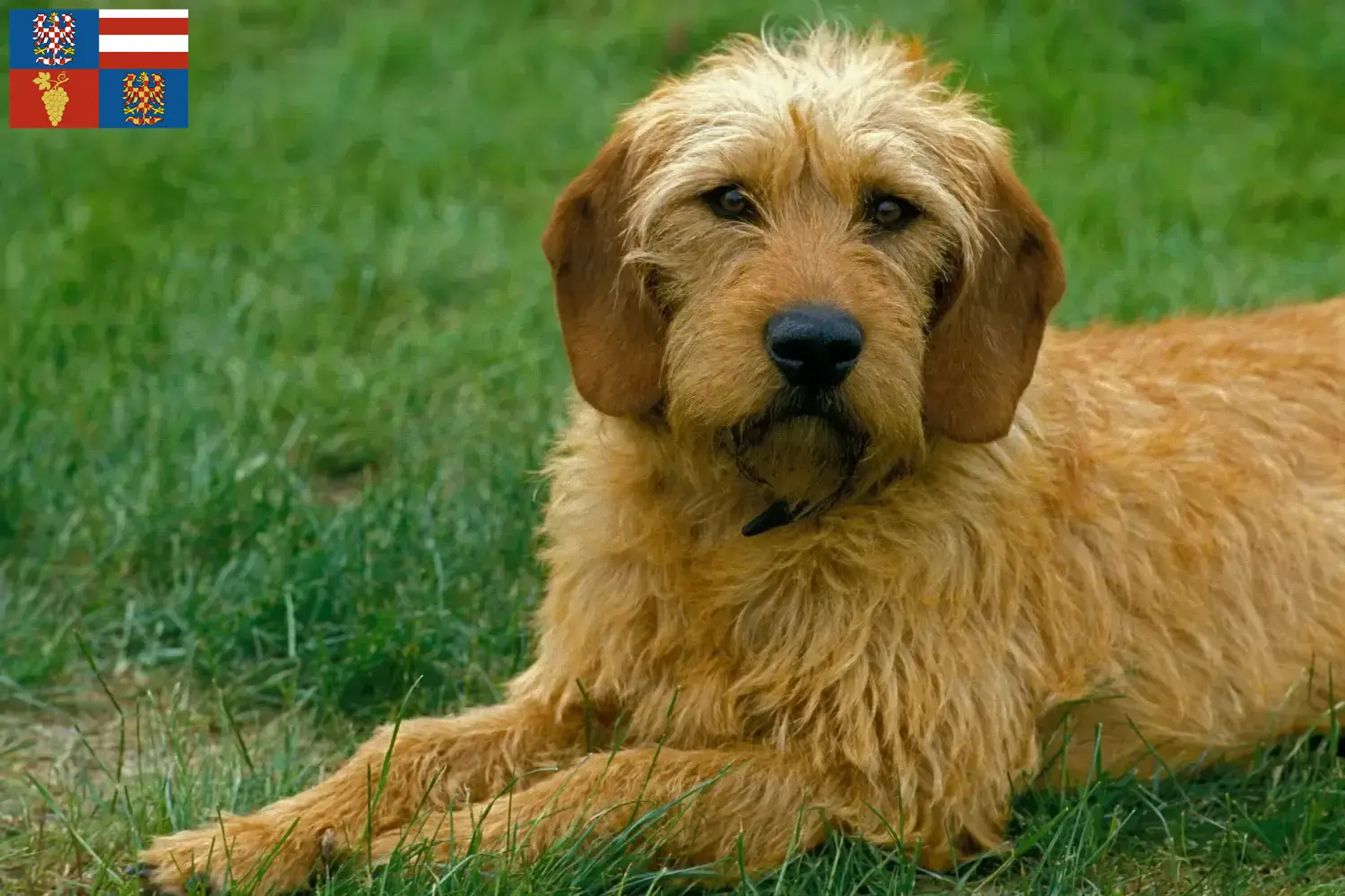 Read more about the article Styrian Wirehaired Dachshund breeders and puppies in South Moravia