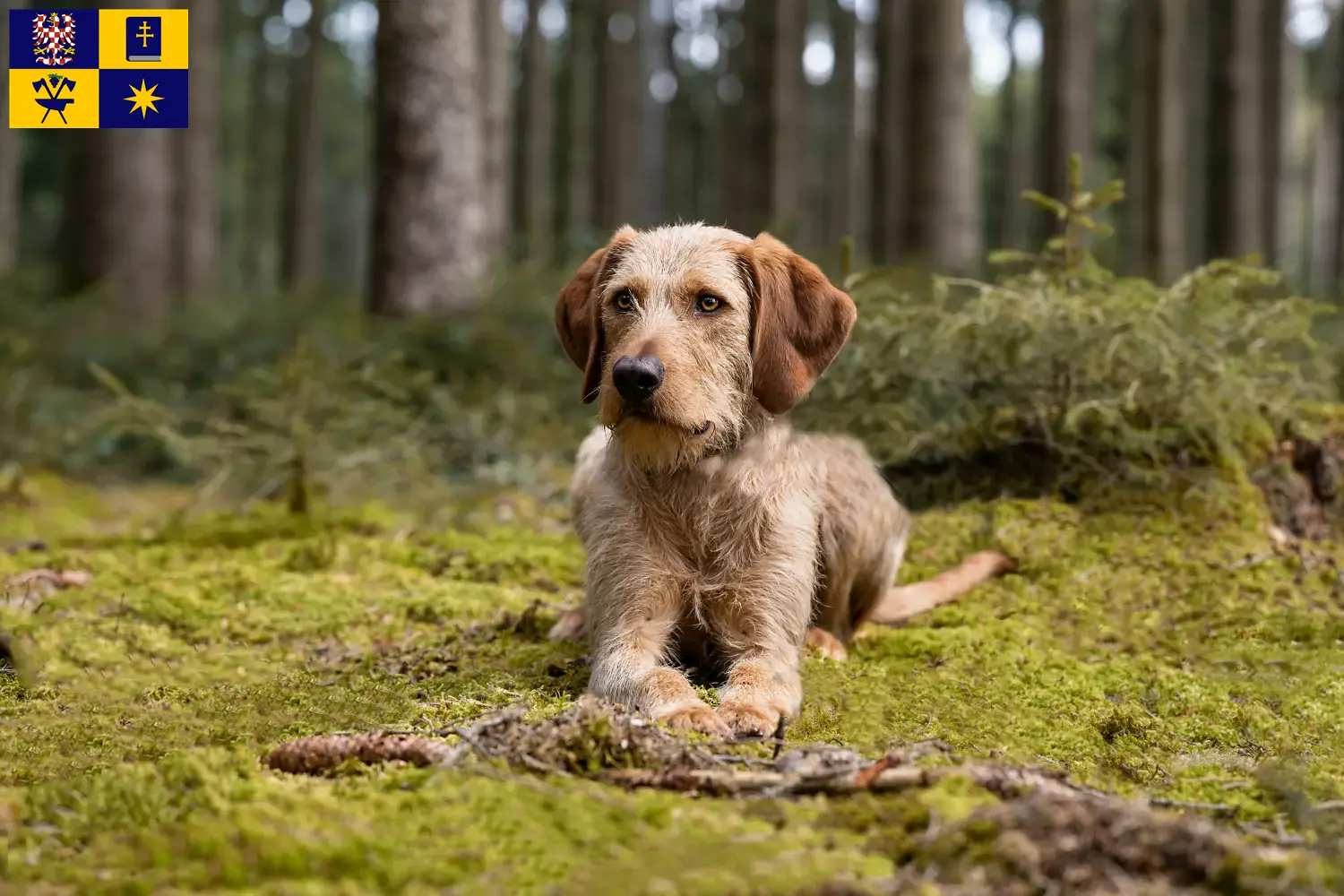 Read more about the article Styrian Wirehaired Dachshund breeders and puppies in Zlín