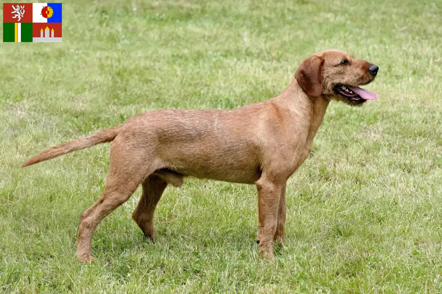 Read more about the article Styrian Wirehaired Dachshund breeders and puppies in South Bohemia